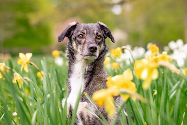 hybrid, dog, pet, animal, nature, flower wallpaper, mixed breed dog, attention, beautiful flowers, spring, flowers, daffodils, flower background, domestic dog, portrait, dog portrait