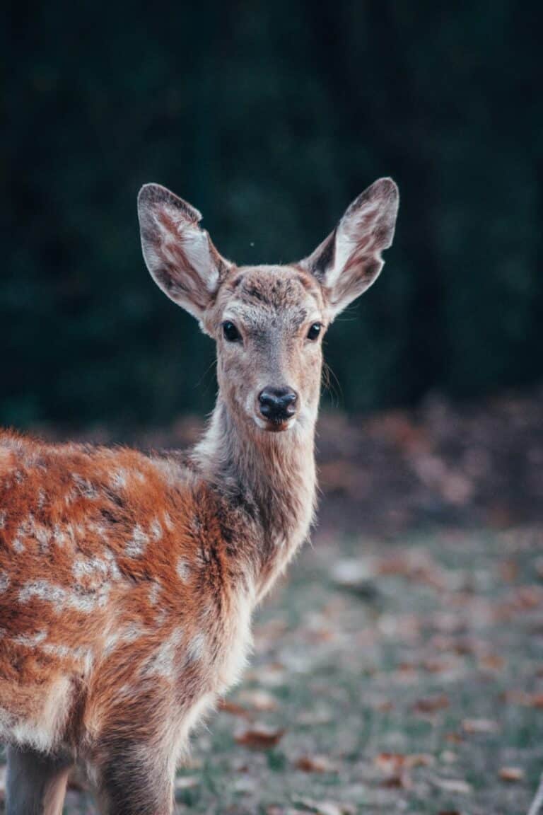 Fight, Flight, Freeze, Fawn: Which Survival Response Is Costing You Money?